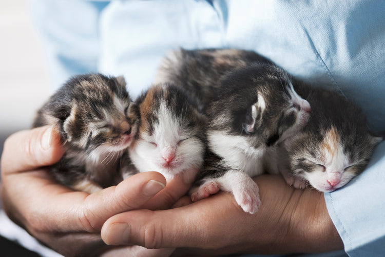 Do Kittens Just Know How to Use the Litter Box? Letās Talk Instinct, Imitation, and Tech.